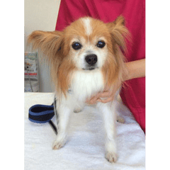 16歳半のノアールちゃん！いつも診察を頑張ってくれて偉いね。