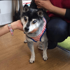 お散歩の時に病院に寄ってくれてる琥太郎ちゃん！いつも院内パトロールありがとう。