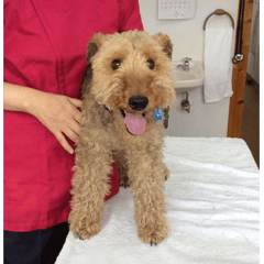 ウェルシュテリアのベンジャミンちゃん！元気いつぱいで予防注射を頑張りました。