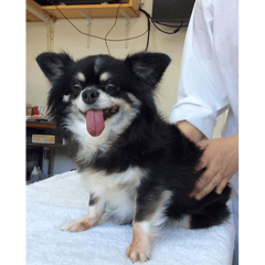 予防注射とお尻絞りに来てくれた、くぅちゃん！両方とも頑張りました。