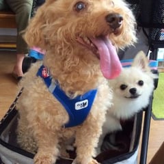 皮膚の様子を見せに来てくれたテン助ちゃん！治って良かったね。