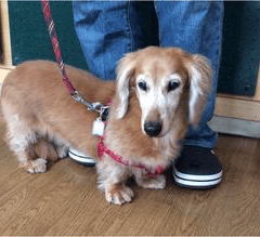 歯磨きに来てくれてるショコラちゃん！キレイになって良かったね。