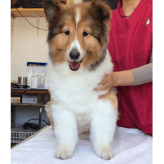 予防注射を頑張ってくれたアンディちゃん！サマーカットとても似合ってて可愛いね。