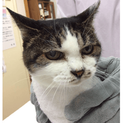 目の検査に来てくれたモカちゃん！今日も頑張りました。