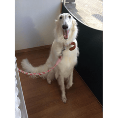 ボリゾイのアンジーちゃん！予防注射を頑張りました。