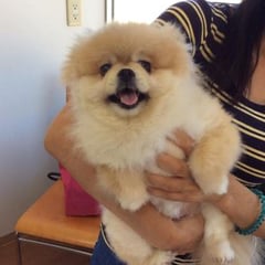 予防注射に来てくれたサーシャちゃん！とてもお利口でした。