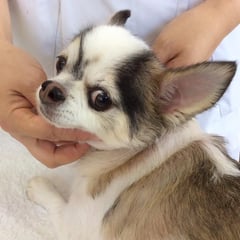 診察に来てくれてる麻鈴ちゃん！皮膚の症状が少し落ち着いて良かったね。