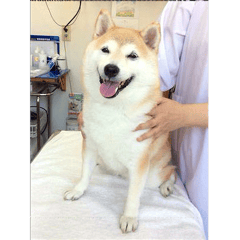 皮膚の様子を見せに来てくれた、ももちゃん！耳の痒みが落ち着いて良かったね。