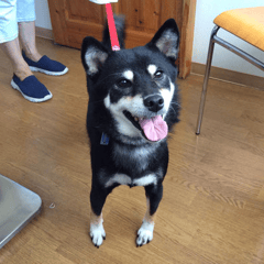 足の診察に来てくれた妃愛ちゃん！早く良くなるといいね。