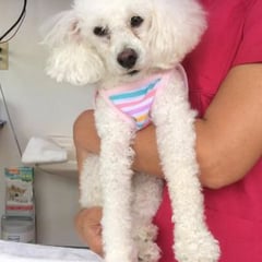 診察に来てくれた、あんずちゃん！今日もお利口でした。