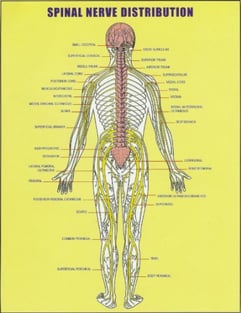 ドクターバンカイロプラクティック：Dr.Ban Chiropractic in Osaka