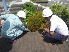 狭い植え込みでもアリは生息可能