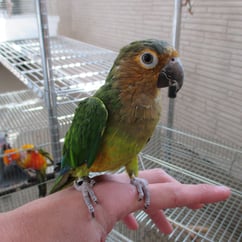 みかりん＠チャノドメキシコインコ（認定NPO法人tsubasa）