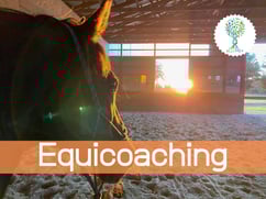 ellipsy-formation-médiation-équine-équicoaching