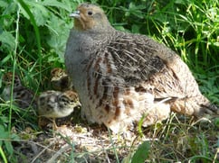 Foto: Eckhard Gottschalk