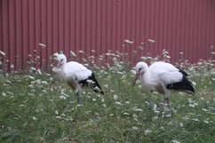 Foto: NABU-Vogelschutzzentrum