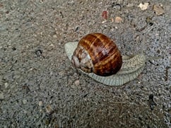 Snail with brown shell sliding across asphalt in Kurzeme, Latvia