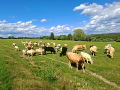 Herd of cows in a green field with blue sky in Latgale, Latvia