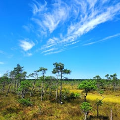Ķemeri Bog with green vegetation and blue sky