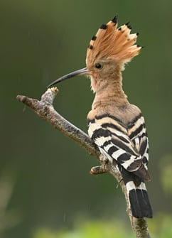 © Herbert Henderkes, LBV Bildarchiv