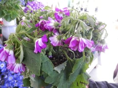 水枯れしたサイネリア