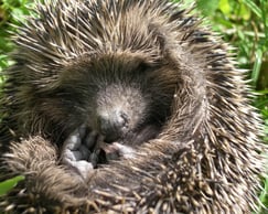Igel