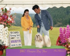 ハバニーズ 　2019/09/29ドッグショーチャンピオン ハバニーズ専門ブリーダー ブリリアントハバニーズ　モフモフ　可愛い犬