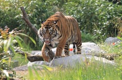 Somme Groupes - Voyages en Groupes - Scolaires - Zoo - Animaux - Somme - Groupes - Amiens - Hauts de France - Picardie 