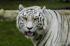 definition felins tigre blanc
