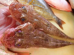 イネゴチ　五島列島の魚　未利用魚