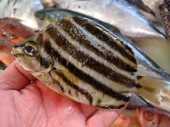 カゴカキダイ寿司　デリバリー