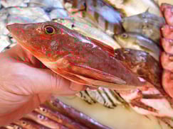 ホウボウの寿司　美味しいお寿司　出前