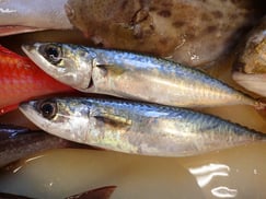 マサバの寿司　デリバリー　出前