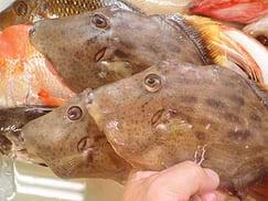 カワハギのにぎり寿司　出前