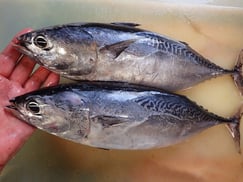 SDGs　ヒラソウダの寿司　納会　寿司　出前