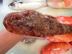 ワニゴチの寿司　出前　デリバリー