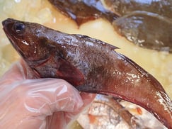 エゾイソアイナメ　大船渡　未利用魚