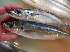 ムロアジ　寿司　デリバリー