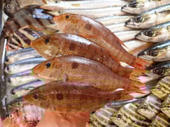 ホソフエフキの寿司　デリバリー