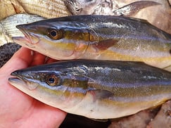 ツムブリの寿司　デリバリー