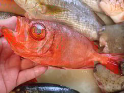 チカメキントキの寿司　デリバリー