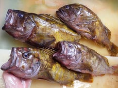 アオゾイ　北海道　未利用魚