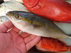 ワカシの寿司　デリバリー