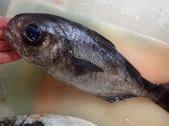 目鯛の寿司　出前　デリバリー