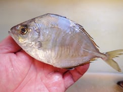 カイワリの寿司　美味しいお寿司　出前