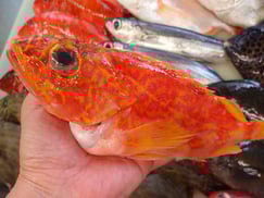 アヤメカサゴ　寿司　出前