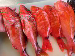 ホウライヒメジ　寿司　出前