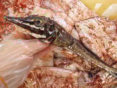 ハッカク　羅臼　未利用魚