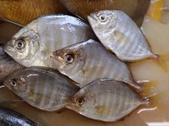 カイワリの寿司　デリバリー