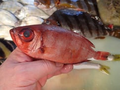 アカネキントキの寿司　美味しいお寿司　出前